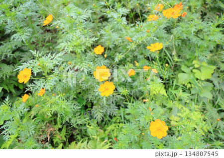 明るい キバナコスモスの花 明るい キバナコスモスの花 134807545