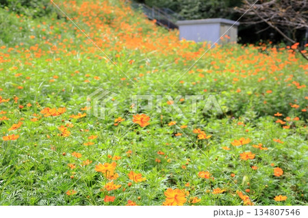 綺麗 キバナコスモスの花 綺麗 キバナコスモスの花 134807546
