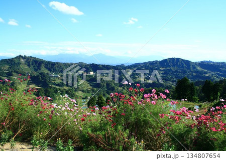 コスモスの花咲く山古志棚田の里風景 コスモスの花咲く山古志棚田の里風景 134807654