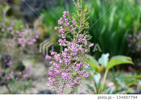 ジャノメエリカ　Channelled Heath 134807794