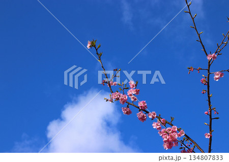 青空に映える河津桜の枝と広いコピースペース 青空に映える河津桜の枝と広いコピースペース 134807833