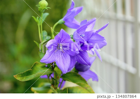 爽やか　桔梗の花　秋の七草 134807864