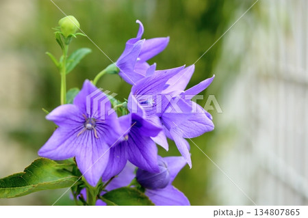 爽やか 桔梗の花 秋の七草 爽やか 桔梗の花 秋の七草 134807865
