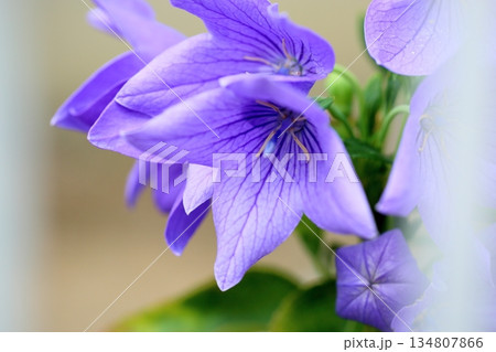 爽やか　桔梗の花　秋の七草 134807866
