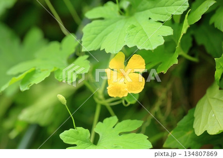 可愛い　ゴーヤの花 134807869