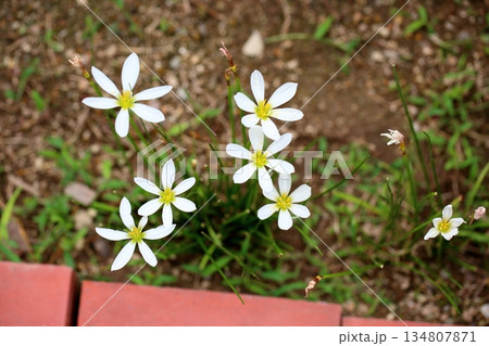 爽やか タマスダレの花 爽やか タマスダレの花 134807871