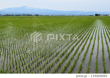 田植え2週間後の水田 134808060