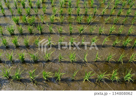 田植え2週間後の水田 田植え2週間後の水田 134808062
