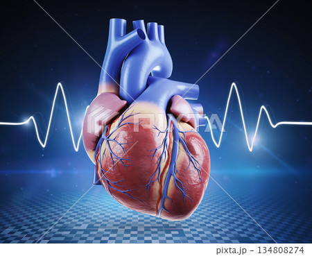 Human heart with detailed vascular system and ECG background 134808274