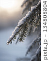 Snow covered pine tree branch with a sun shining on it 134808804