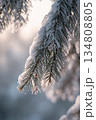 Snow covered pine tree branch with snow on it 134808805