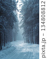 Snowy forest path with trees in the background 134808812