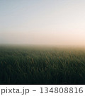 Field of tall grass with a foggy sky in the background 134808816