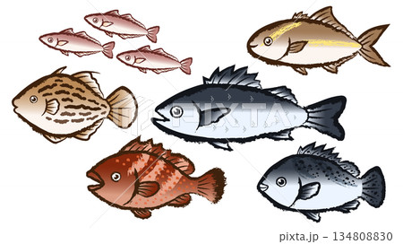 魚のセット 魚のセット 134808830