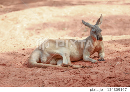The kangaroo is stay and eat grass in garden 134809167