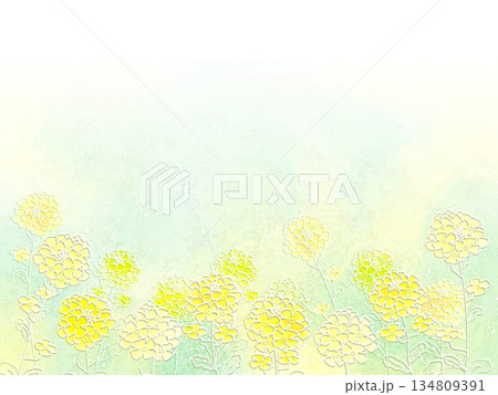 菜の花の背景イラスト 134809391
