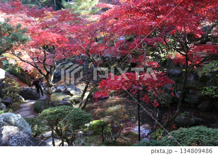 高崎にある紅葉の名所徳明園 高崎にある紅葉の名所徳明園 134809486