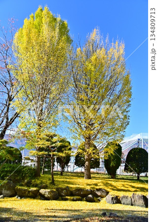 黄葉した銀杏の木と地面を彩る銀杏の落ち葉 黄葉した銀杏の木と地面を彩る銀杏の落ち葉 134809713