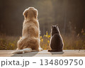 犬と猫の後ろ姿 134809750
