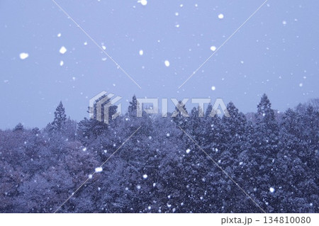 雪降る森 134810080