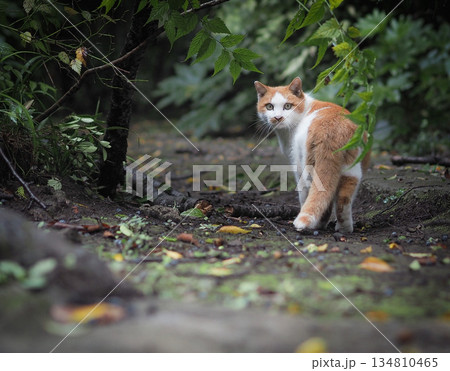国分寺の野良猫 134810465