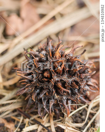 秋の森 地面に落ちたアメリカフウの茶色の実08 秋の森 地面に落ちたアメリカフウの茶色の実08 134810982