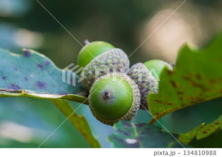 秋の森　木に実る緑色のドングリをマクロ撮影01 134810988