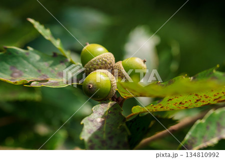 秋の森　木に実る緑色のドングリをマクロ撮影05 134810992