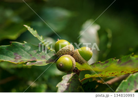 秋の森　木に実る緑色のドングリをマクロ撮影06 134810993
