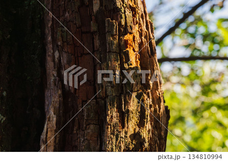 秋の森　木の樹皮のアップ01 134810994