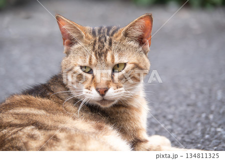 リラックスする地域猫 リラックスする地域猫 134811325