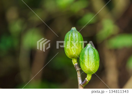 秋の山　ウバユリの蕾01 134811343