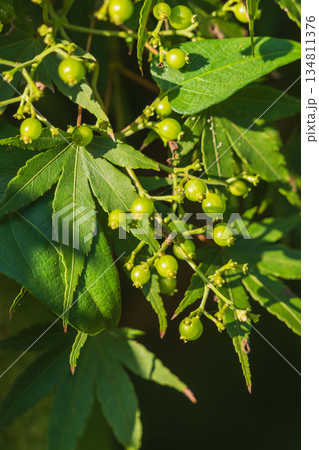 秋の森 ヘクソカズラの実02 秋の森 ヘクソカズラの実02 134811376