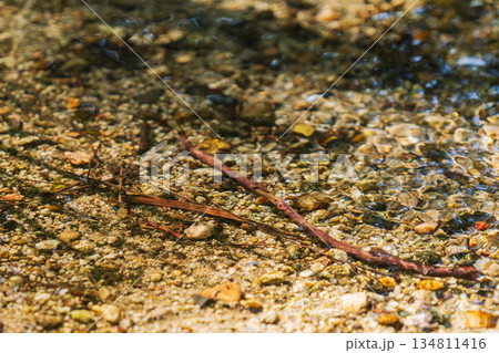 秋の川　清流の流れのアップ95 134811416