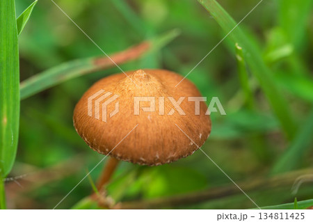 秋の草地の茶色いキノコ04 134811425