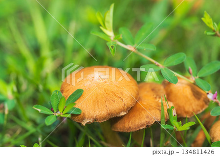 秋の草地の茶色いキノコ05 秋の草地の茶色いキノコ05 134811426