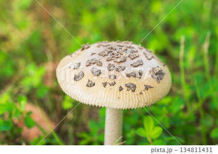 秋の草地の白いキノコ10 134811431