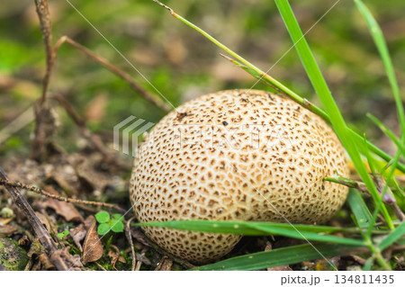 秋の草地の白いキノコ14 134811435