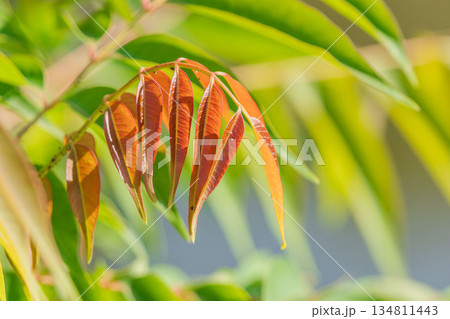 秋の風景　ハゼノキの葉が色づき始める01 134811443