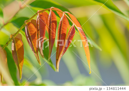 秋の風景　ハゼノキの葉が色づき始める02 134811444