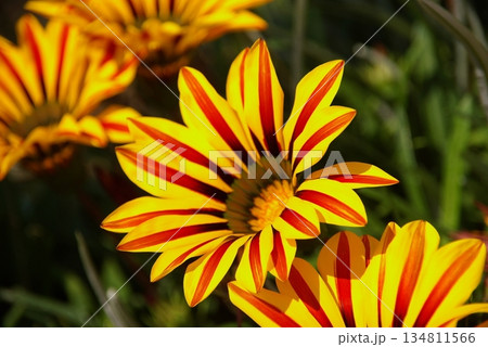 太陽が大好きなで色鮮やかなガザニア 134811566