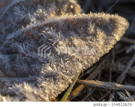 霜が付着した真冬の落葉 134811629