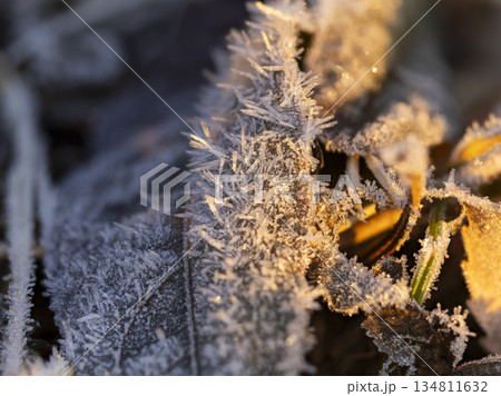 霜が付着した真冬の落葉 134811632