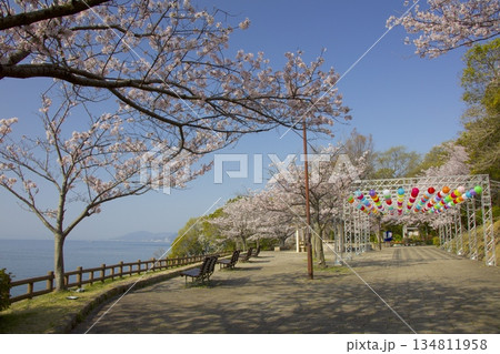 須磨浦・敦盛公園の「敦盛桜」 134811958
