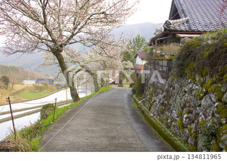 三多気の桜(みたけのさくら)/日本のさくら名所100選 三多気の桜(みたけのさくら)/日本のさくら名所100選 134811965