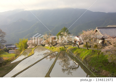 三多気の桜(みたけのさくら) 三多気の桜(みたけのさくら) 134811971