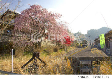 JR名松線の終着駅「伊勢奥津駅」の紅しだれ桜 134811975