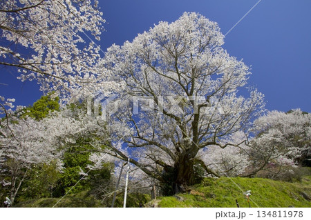 佛隆寺千年桜 134811978