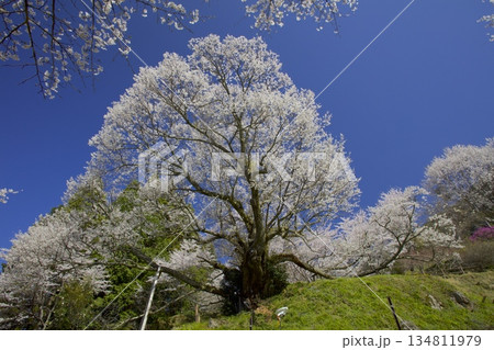 佛隆寺千年桜 134811979