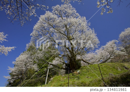 佛隆寺千年桜 134811981